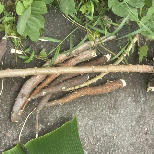 惠州华南9号黄肉木薯种苗