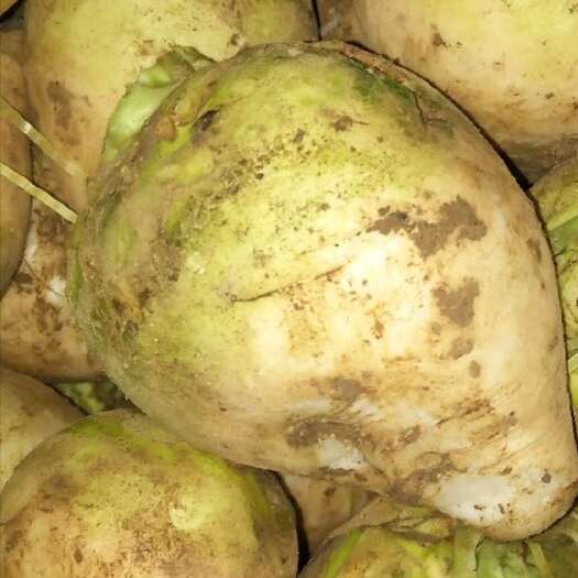 开阳县大头菜