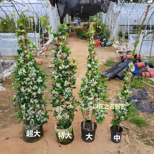 新沂市风车茉莉花卉盆栽树苗浓香白星花卉客厅阳台庭院爬藤藤本植物花卉