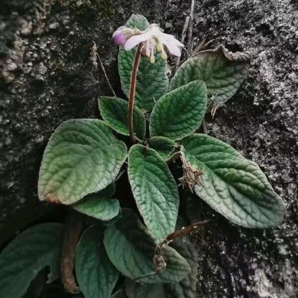 广西石上莲岩百菜留读菜俗称软肝草中药材正品草本包邮