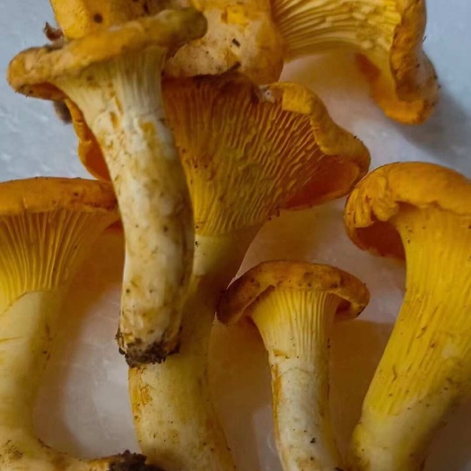 梁河县鸡油菌