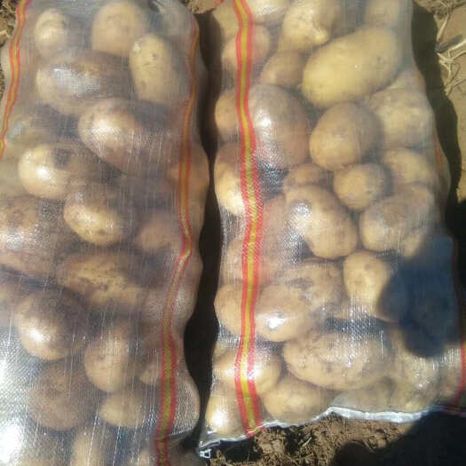 北京内蒙黄心土豆软糯可口农民自产无中间商