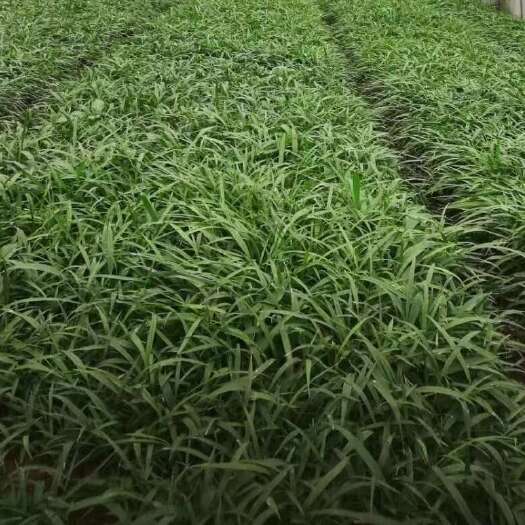 渭南三叉紫花白芨1一2公分训化苗，基地直供