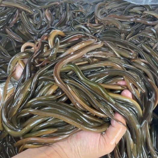 黄鳝，纯。