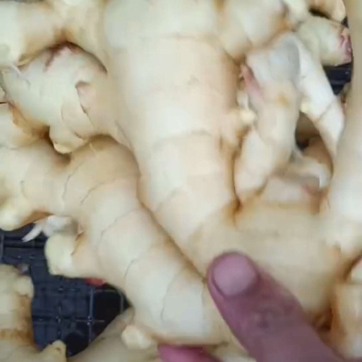行唐县河北精品大黄姜   辛辣味浓！产地直销！【坏果包赔】