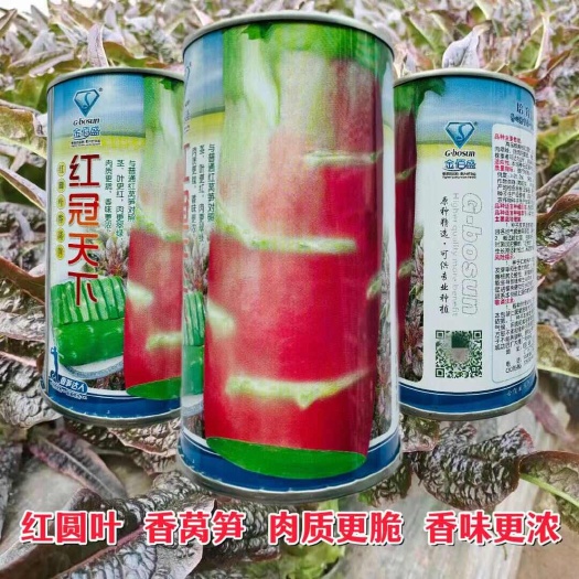 宿迁红冠天下耐寒莴笋种子 红仙子 红箭飘香莴笋种子