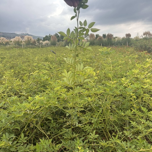 宜良县蔷薇  无刺蔷薇  爬藤蔷薇  产地直供  量大从优苗木花卉