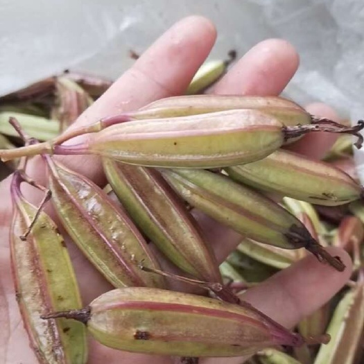 白芨果荚三叉紫花品种 产量高 产地新货 现采现卖直供包邮