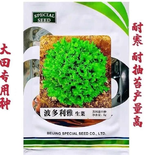 宿迁生菜种子散叶生菜种子