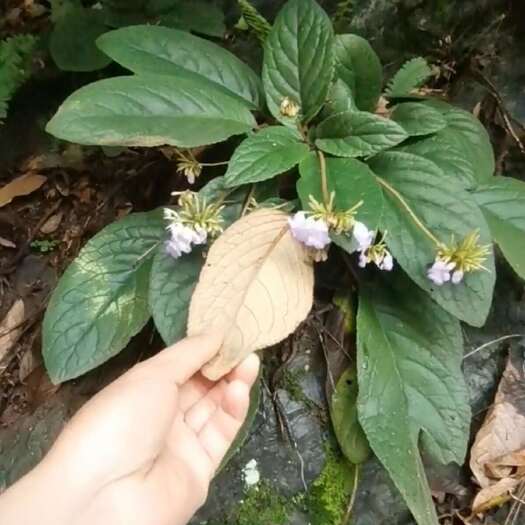 广西石上莲岩百菜留读菜俗称软肝草中药材正品草本包邮