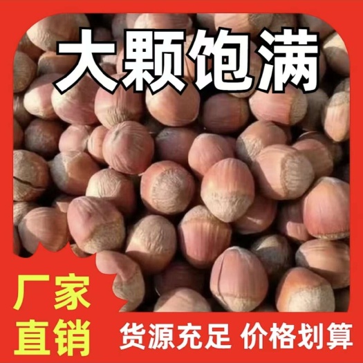 东北铁岭大榛子手拍，炒熟，产扡供应，质量保证，诚信第一