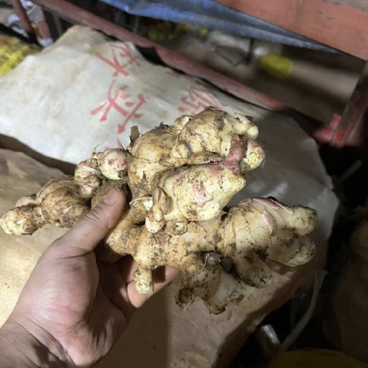 靖西大肉姜