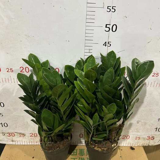 广州金钱树120#A级，一箱24盆，13元，株型整齐漂亮，