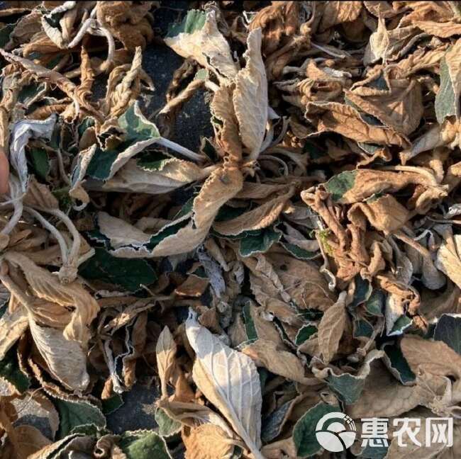 广西石上莲岩百菜留读菜俗称软肝草中药材正品草本包邮