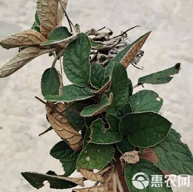 广西石上莲岩百菜留读菜俗称软肝草中药材正品草本包邮