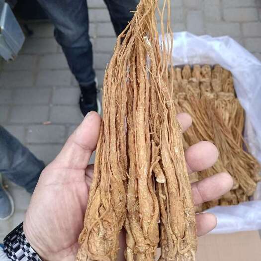 临洮县有硫当归条，黄当归条
