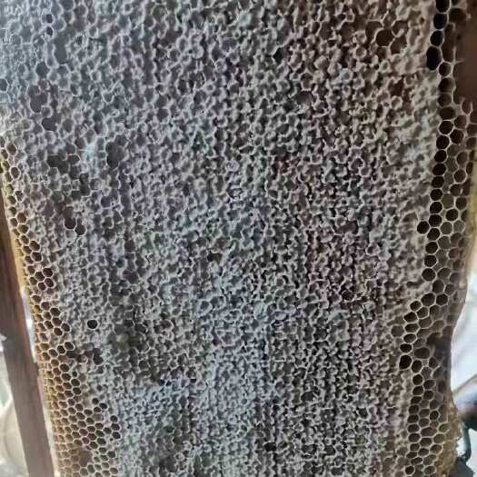 嫩江市自家封盖 蜂蜜