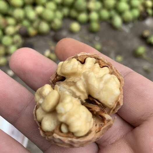 天津本地老品种核桃，口感鲜美