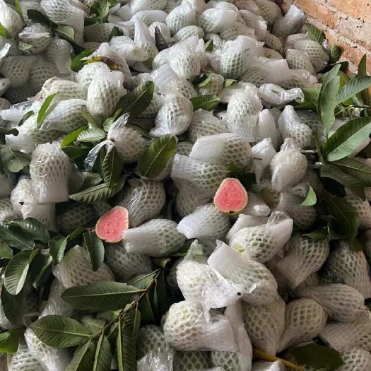 北流市红心芭乐（番石榴）