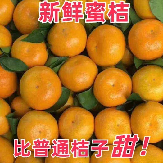 澧县湖南常德早熟蜜桔皮薄肉嫩甘甜可口