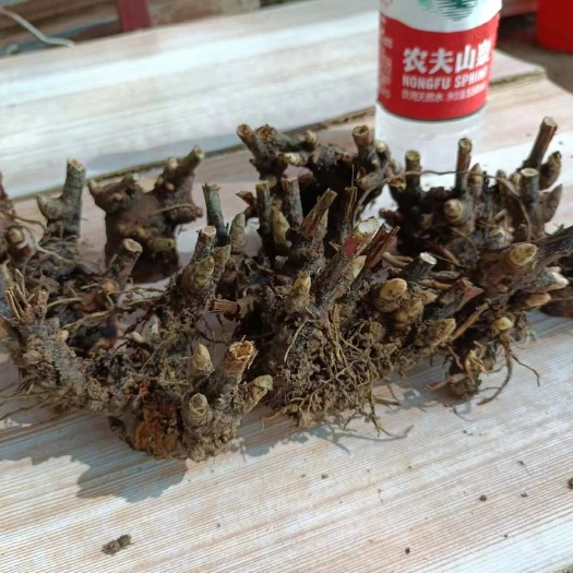 亳州白芍芽头