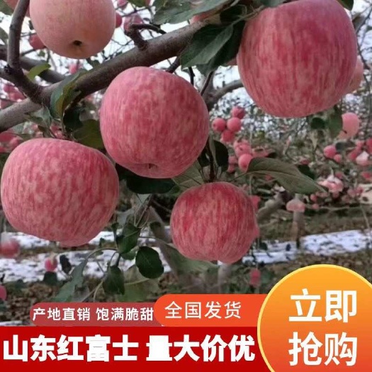 ［精品］山东红富士苹果 产地供应价格合理 口感脆甜 品质保障