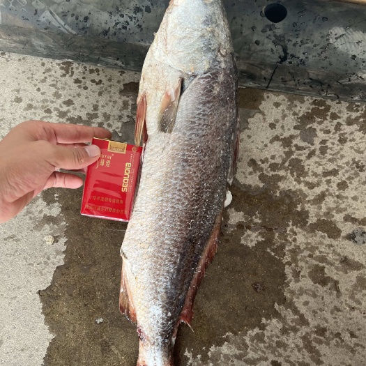缅鱼、产地直销