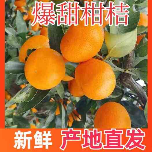 蜜桔 湖南常德早熟桔子即将大量上市皮薄肉嫩甘甜可口