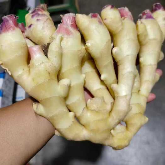 鲜姜  大黄姜 山东鲜姜大量批发  货源充足  全国物流发货