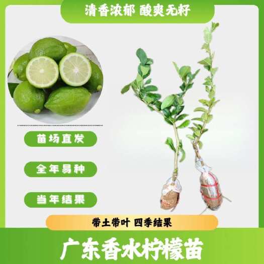 横州市广东香水柠檬苗包邮到家！
