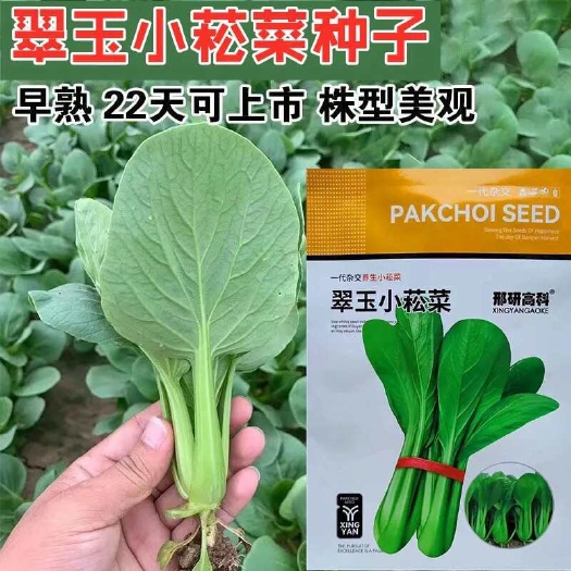 沭阳县邢研翠玉小菘菜青梗菜种子青翠油绿上海青种籽抗高温四季播种