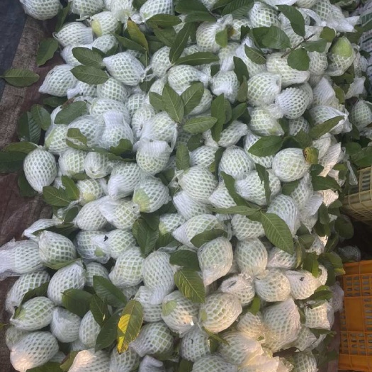 北流市精品白心番石榴