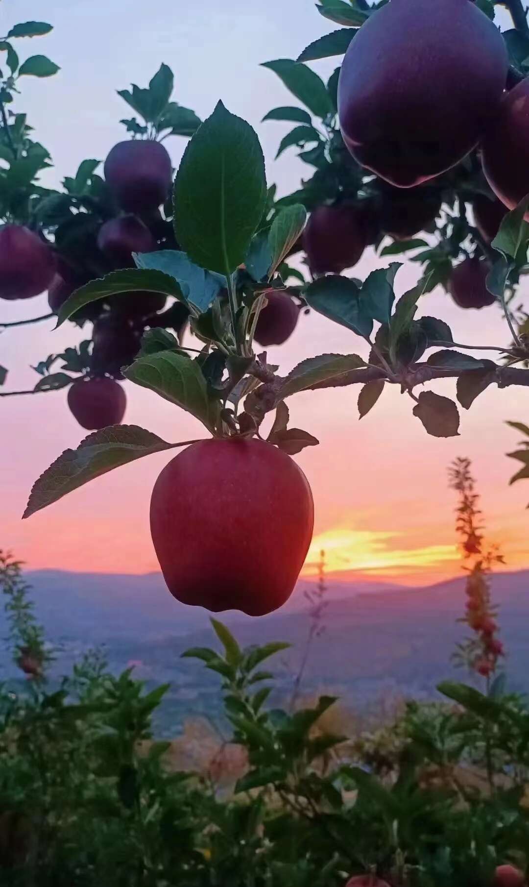天水高山种植苹果