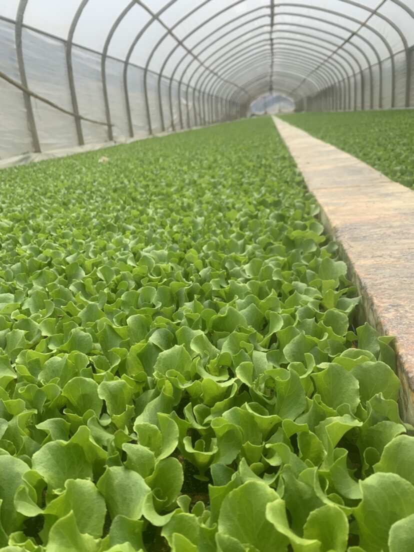 陆良县云南生菜苗，清秀粗壮，根系发达，成活率高，菜形好产量高