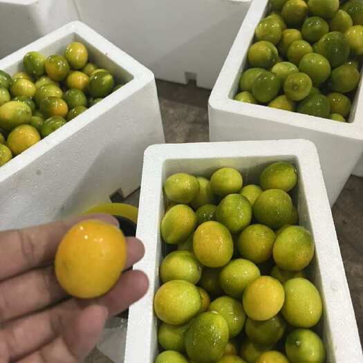 华宁县金橘现货