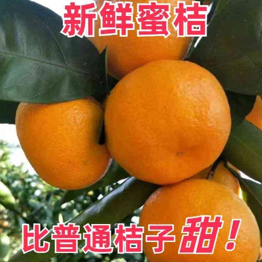 澧县蜜桔  湖南常德早熟桔子甘甜可口皮薄肉嫩欢迎采购！