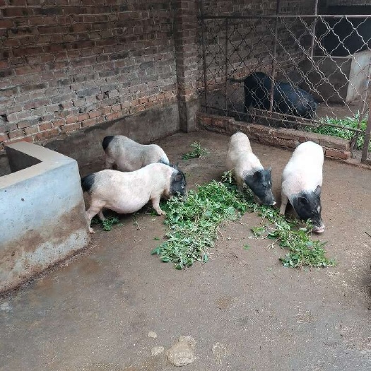 嘉祥县纯种巴马香猪种母猪苗，好饲养品种