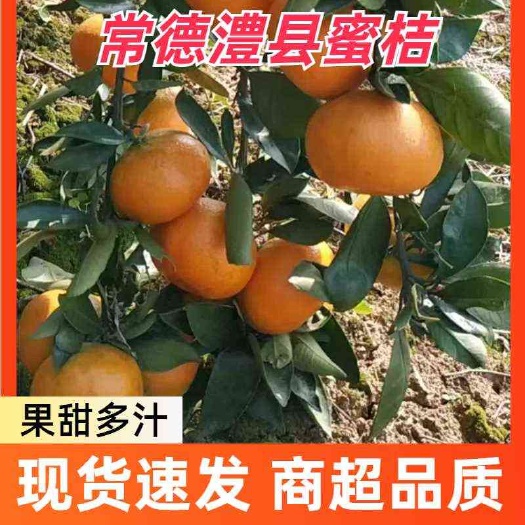 澧县蜜桔  早熟无核柑桔颜色好看口感甘甜皮薄味美回味无穷！