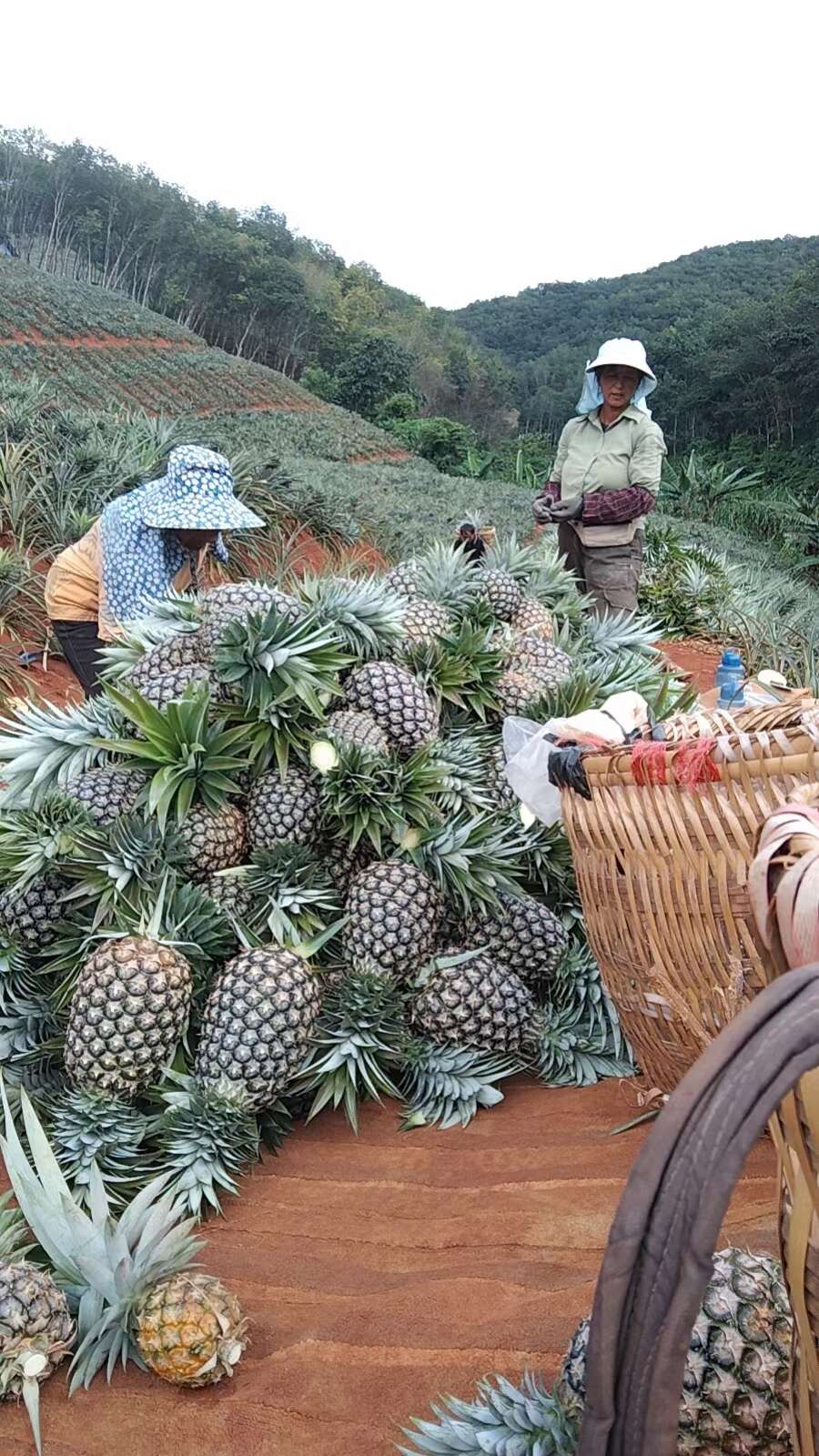 西双版纳凤梨无眼凤梨金钻凤梨