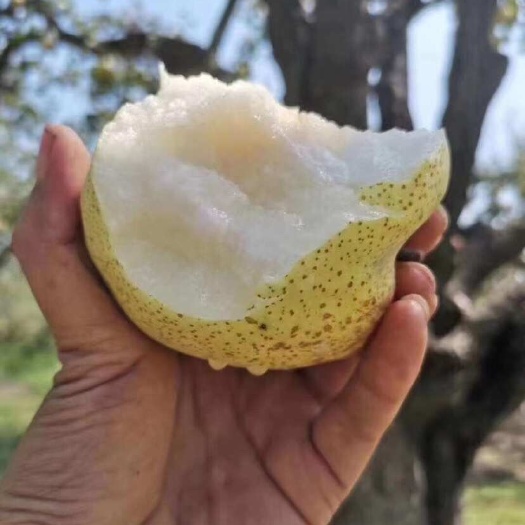 大白酥梨，脆甜多汁、皮薄核小、色泽金黄