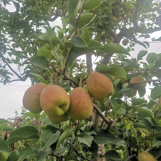 阿克苏市库尔勒香梨