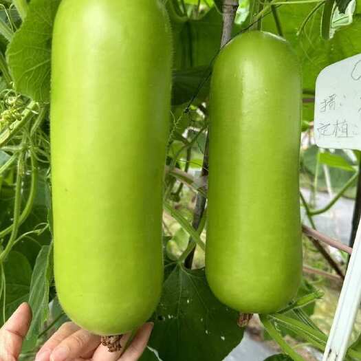广西产地、广东产地、基地户子瓜、长浦瓜、弧瓜、西葫芦、白瓜、