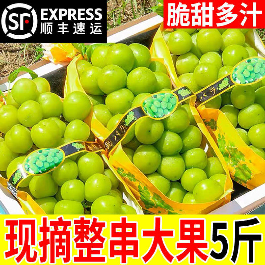 五斤【超甜】阳光玫瑰葡萄新鲜水果晴王提子青提大果整串国产整箱