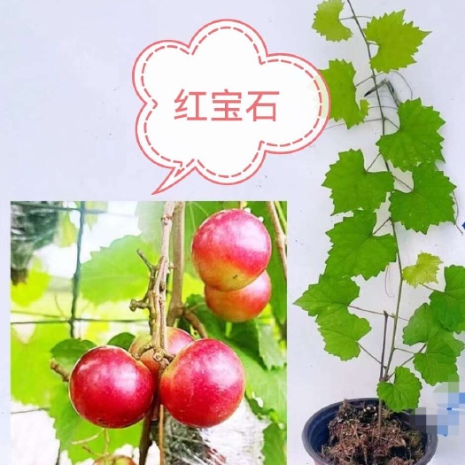 平邑县美洲圆叶葡萄马斯卡圆叶葡萄格威尔红宝石伊森盆栽葡萄耐寒