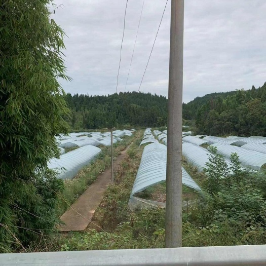 遂宁70亩钢管大棚转让