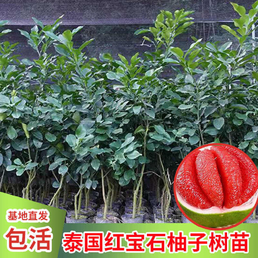 容县泰国红宝石青柚树苗