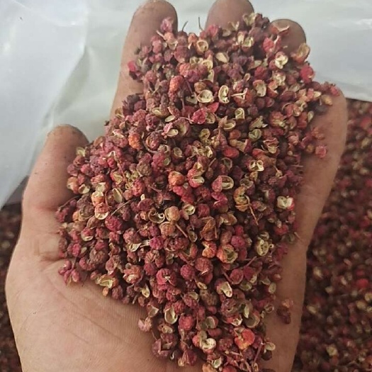 富平县韩城一级大红袍，筛选，色选一级大红袍色泽鲜艳、麻味适中！