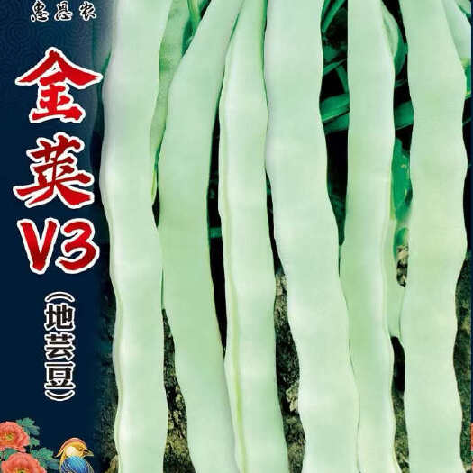 大连地芸豆