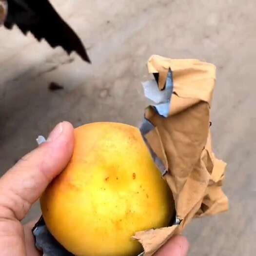 魏县中油21，离核脆甜可口