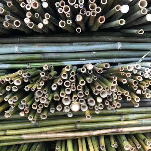 永安市菜架竹两米三米